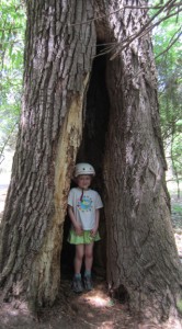 Tree at Two Rivers Park