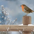 winter bird on fence