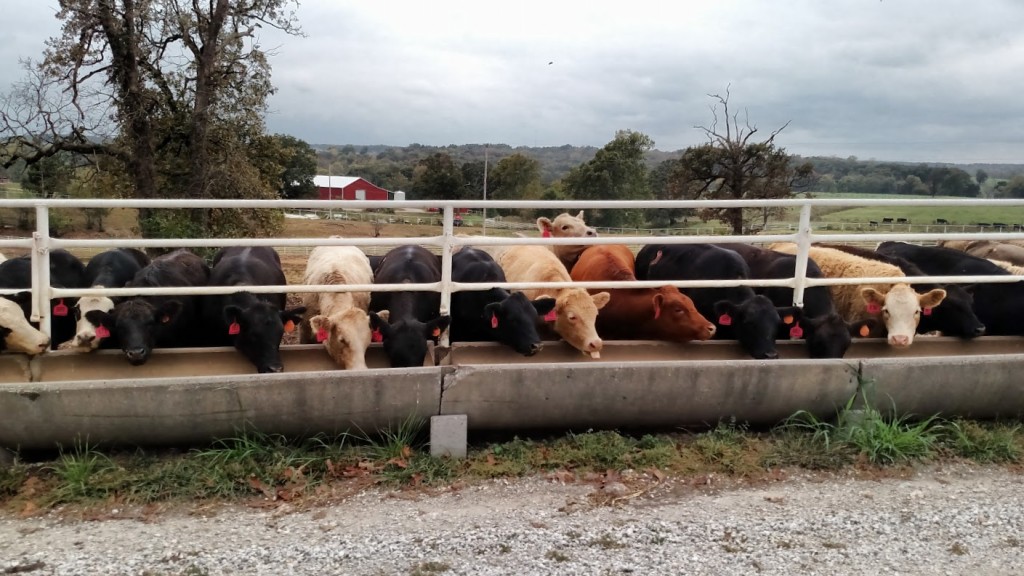 farm cows eating